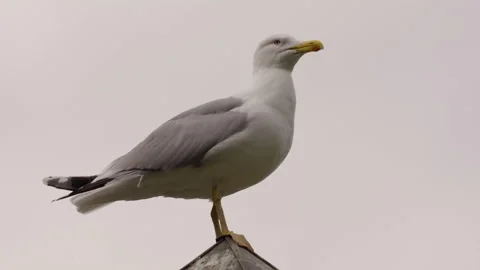 Seagull close-up against the sky Stock Footage 155678533