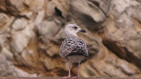 Seagull close up on a background of rocks Stock Footage 100304045