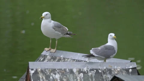 Seagull close-up on a background of water Stock Footage 155168042
