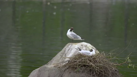 Seagull close-up on a background of water Stock Footage 155677922