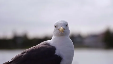 Seagull Close Up on Blurred Background Stock Footage 321291145