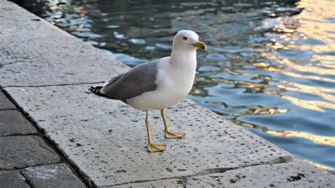 Seagull close up - close-up view of a seagull standing on a Venetian jetty Stock Photos