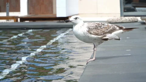 Seagull close-up drinks water from the pool Stock Footage 220208361