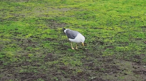 Seagull close-up in England Stock Footage 57685948