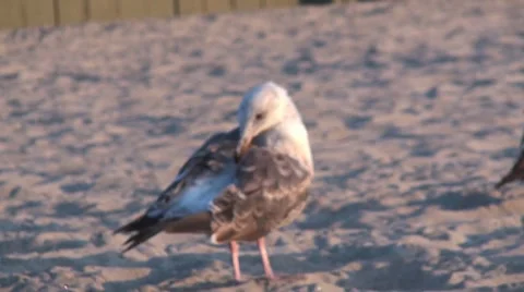 Seagull Close up Stock Footage
