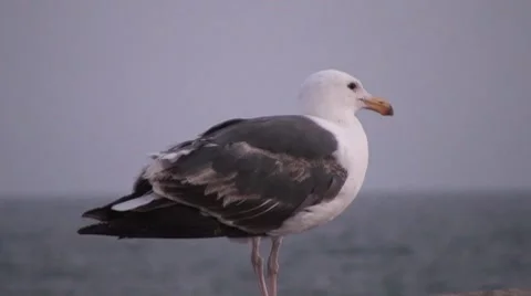 Seagull Close up Stock Footage 7763784