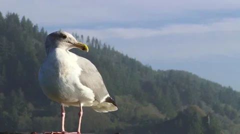 Seagull Close Up Video stock 10910371
