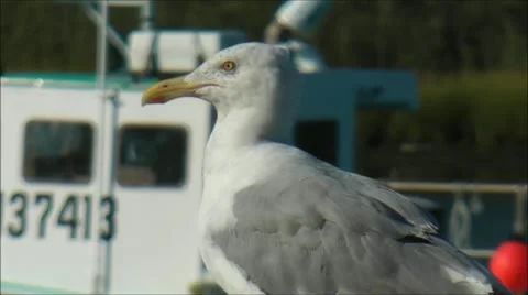 Seagull close-up Stock Footage 20544403