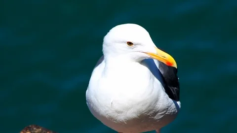Seagull Close-up Stock Footage 98682046