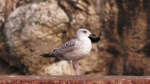 Seagull close up  Stock Footage 100409743