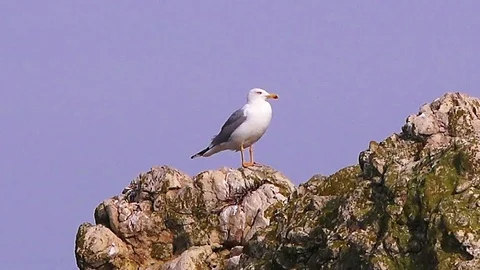 Seagull close up 스톡 동영상 101732779