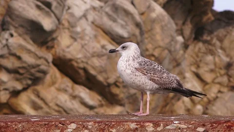 Seagull close up  스톡 동영상 101822568