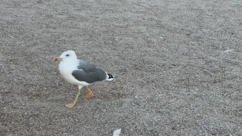 Seagull Close-Up Vídeo Stock 347028239