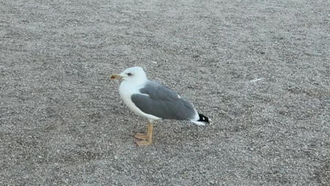 Seagull Close-Up 스톡 동영상 347028250