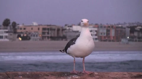 Seagull close up leave frame Stock Footage 7763769