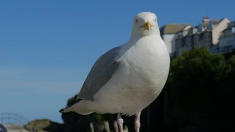 Seagull close up  Looe Cornwall UK.  4K Stock Footage 110949422