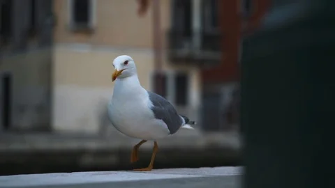 Seagull close up, looking into the camera 스톡 동영상 124259479