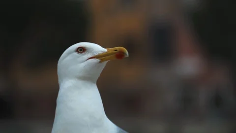 Seagull close up, looking into the camera Stock Footage 124261538