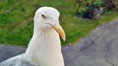 Seagull close up looking at the camera Stock Photos