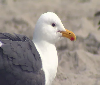 Seagull close up on Mission Beach Stock Footage 34743552