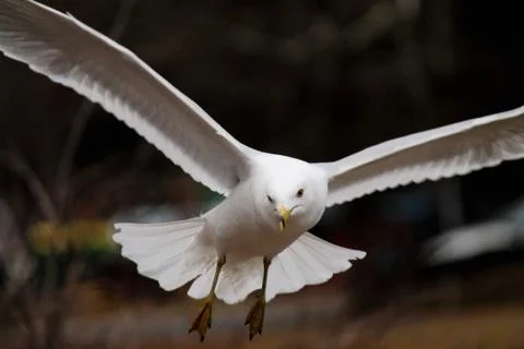 Seagull close up. Stock Photos