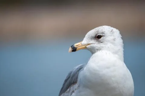 Seagull close-up Stock Photos