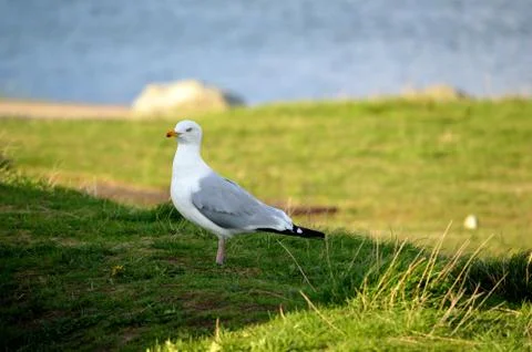 Seagull close up Stock Photos