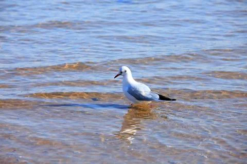 A seagull, close-up Stock Photos