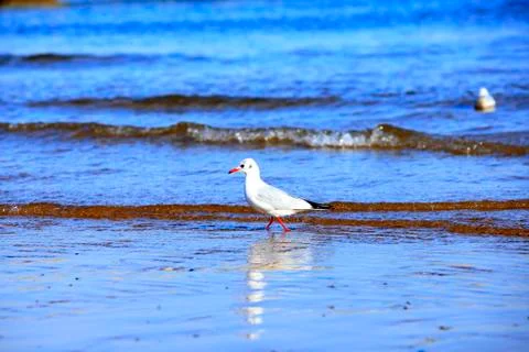 A seagull, close-up Stock Photos