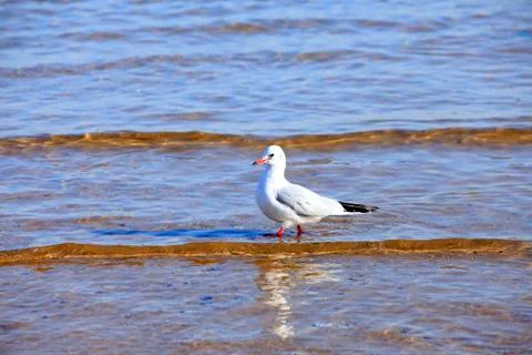 A seagull, close-up Stock Photos