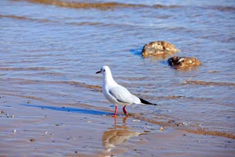 A seagull, close-up Stock Photos