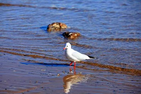 A seagull, close-up Stock Photos