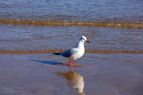 A seagull, close-up Stock Photos