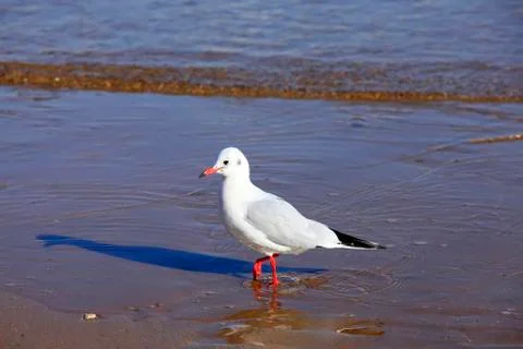 A seagull, close-up Stock Photos