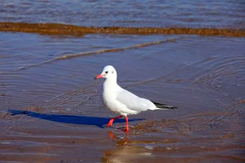 A seagull, close-up Stock Photos