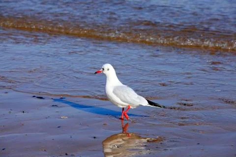 A seagull, close-up Stock Photos