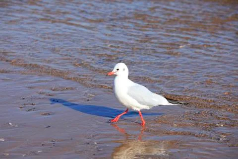 A seagull, close-up Stock Photos
