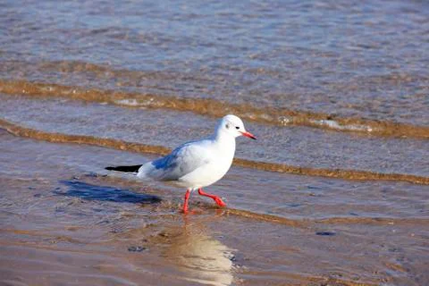 A seagull, close-up Stock Photos