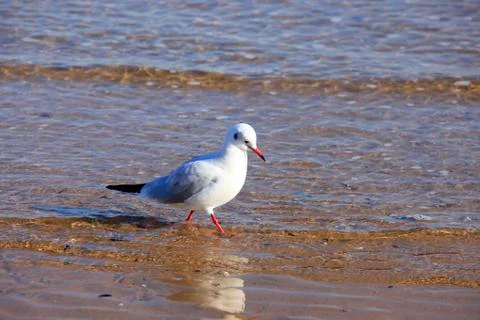 A seagull, close-up Stock Photos