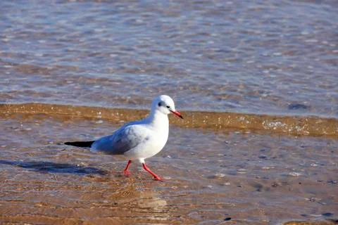 A seagull, close-up Stock Photos