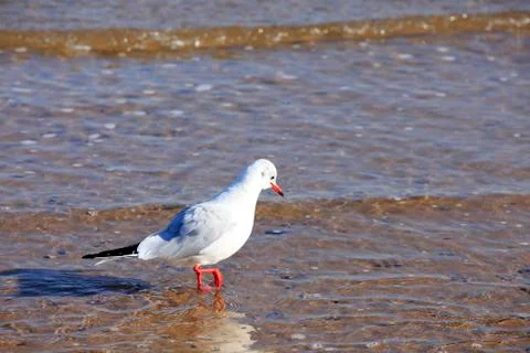 A seagull, close-up Stock Photos