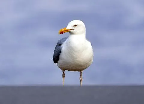 Seagull close up Foto stock