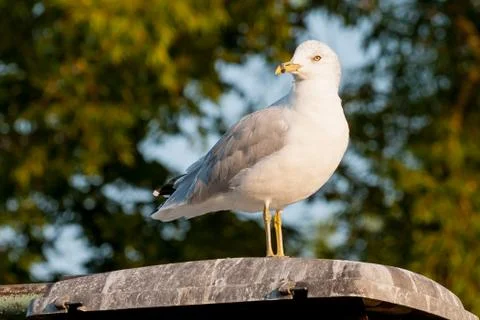 Seagull close up portrait Stock Photos