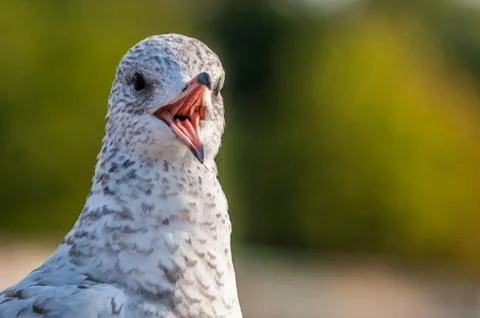 Seagull close up portrait Stock Photos
