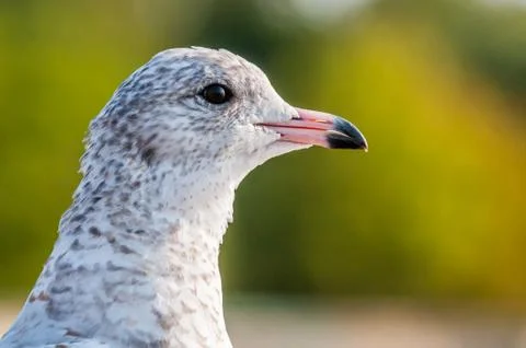 Seagull close up portrait Stock Photos