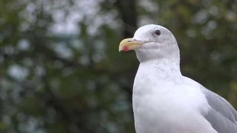 Seagull Close Up Preening 库存影片 81763755