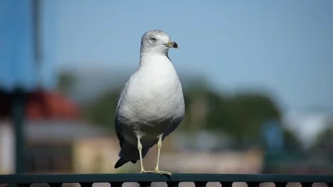 Seagull Up Close Rail Loses Balance Stock Footage 76760071