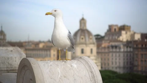 Seagull Close up with Rome in the Background Stock Footage 121931852