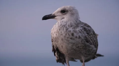 Seagull close-up by the sea Stock Footage 256333340