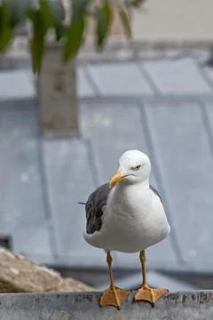 A seagull close-up on the seashore Stock Photos